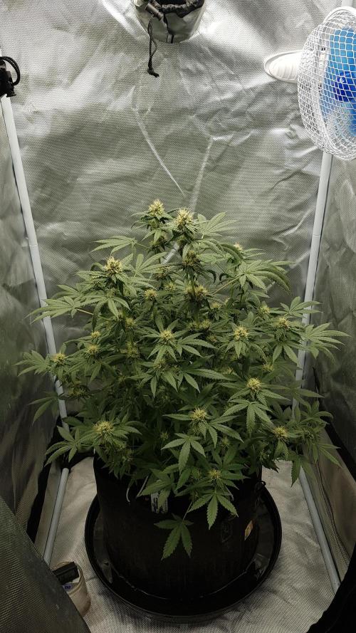 Breeding Special. Week 9
