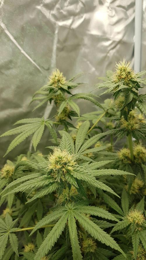 Breeding Special. Week 9