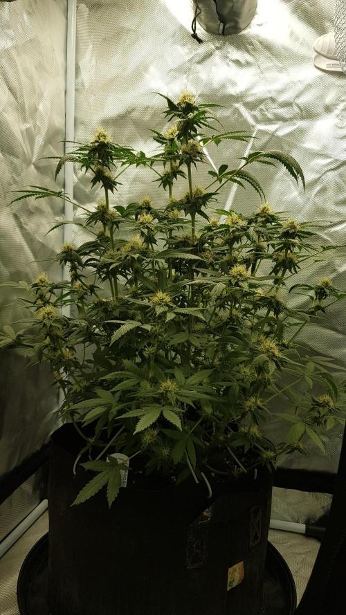 Breeding Special. Week 9