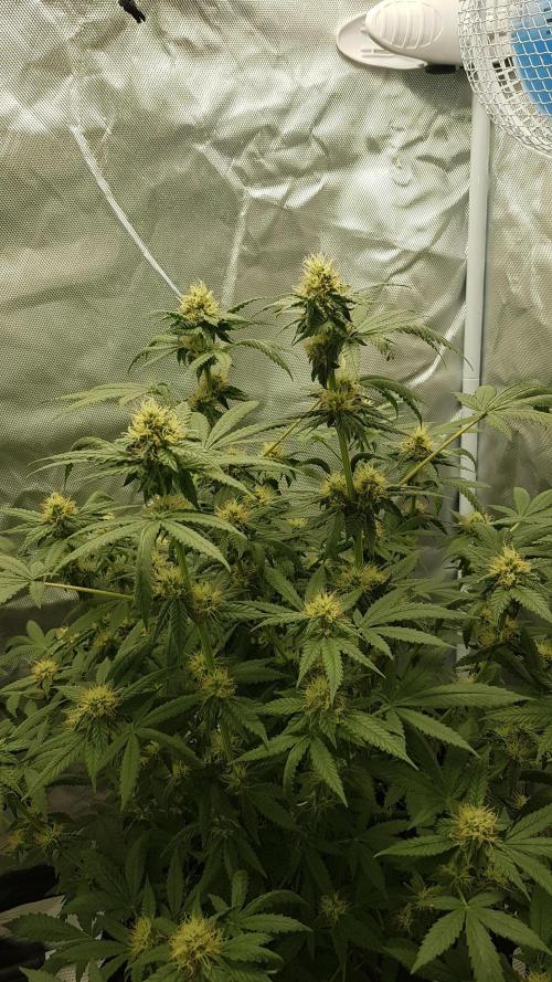 Breeding Special. Week 9