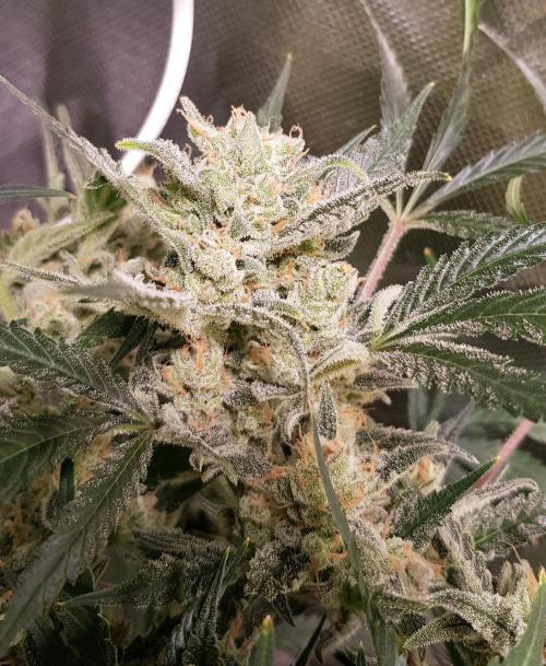 Soda Fusion. Week 10