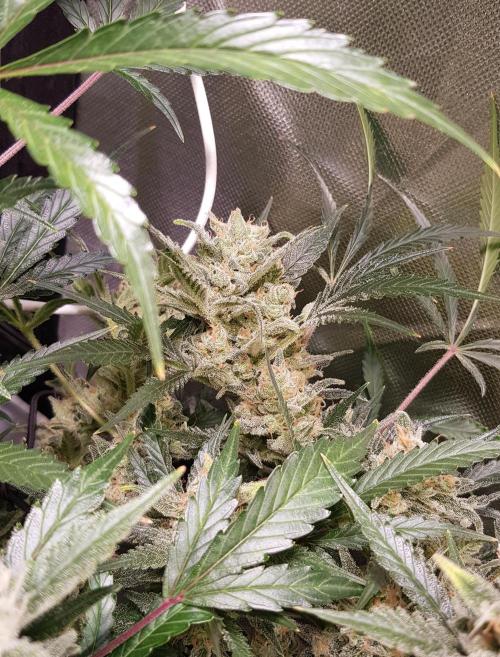 Soda Fusion. Week 10