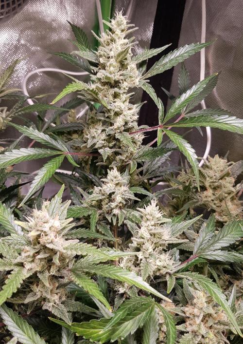 Soda Fusion. Week 10