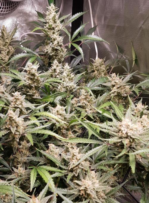 Soda Fusion. Week 10