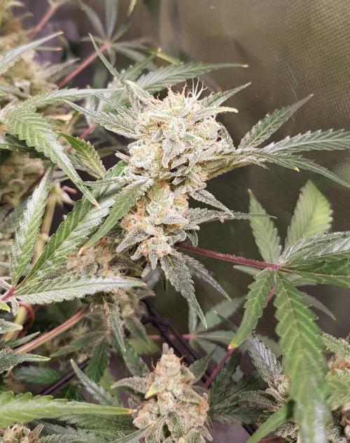 Soda Fusion. Week 10