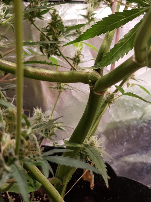 Soda Fusion. Week 10