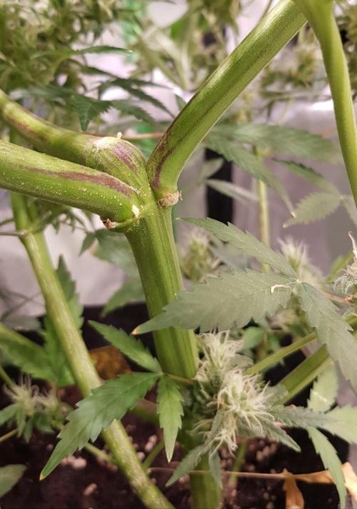 Soda Fusion. Week 10