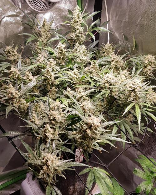 Soda Fusion. Week 10