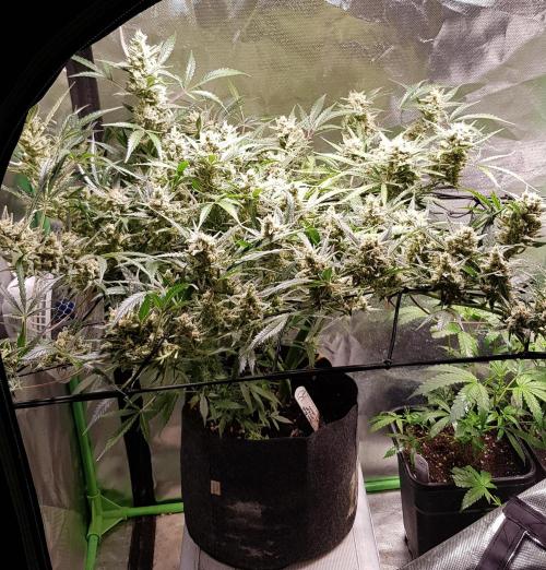 Soda Fusion. Week 10