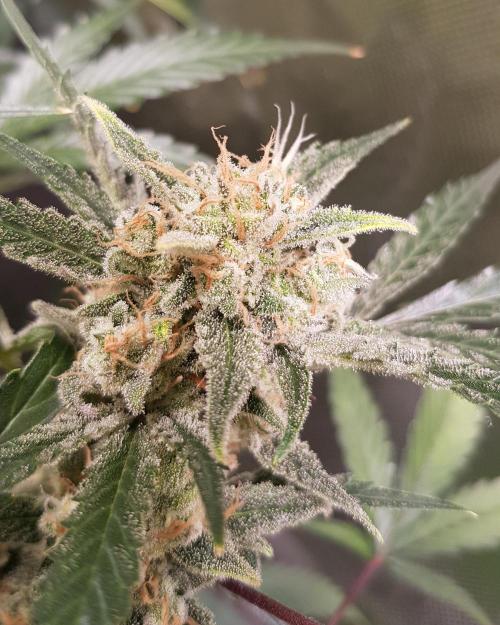 Soda Fusion. Week 10