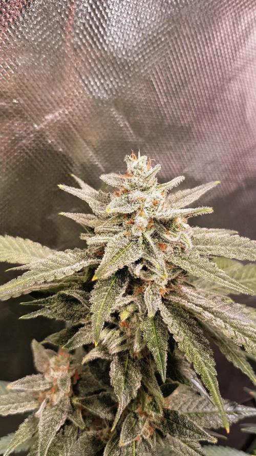 Haze goes Purple