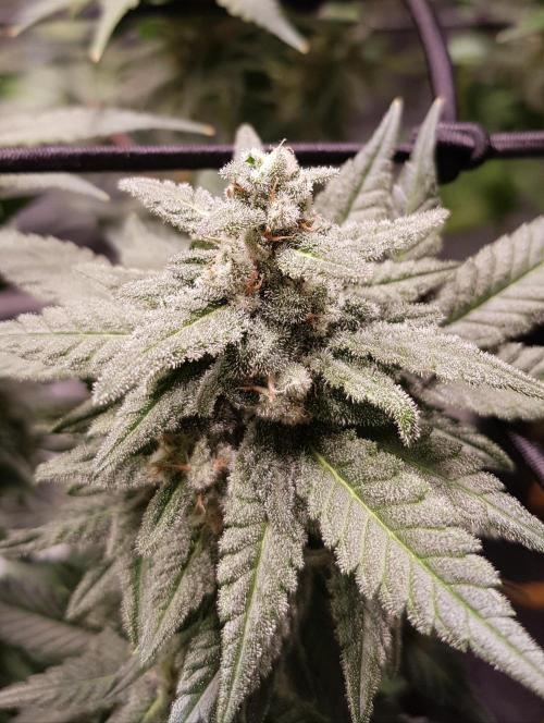 Haze goes Purple. Week 10