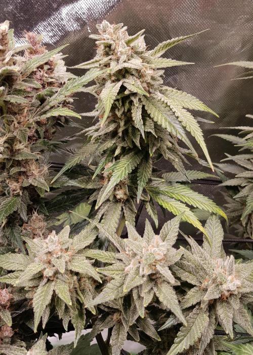 Haze goes Purple. Week 10