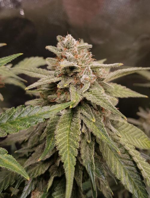 Haze goes Purple. Week 10