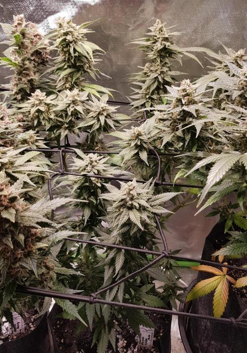 Haze goes Purple. Week 10