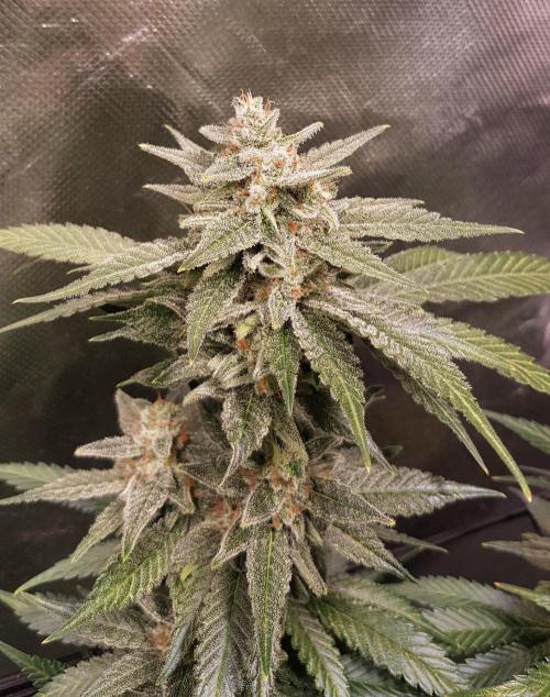 Haze goes Purple. Week 10