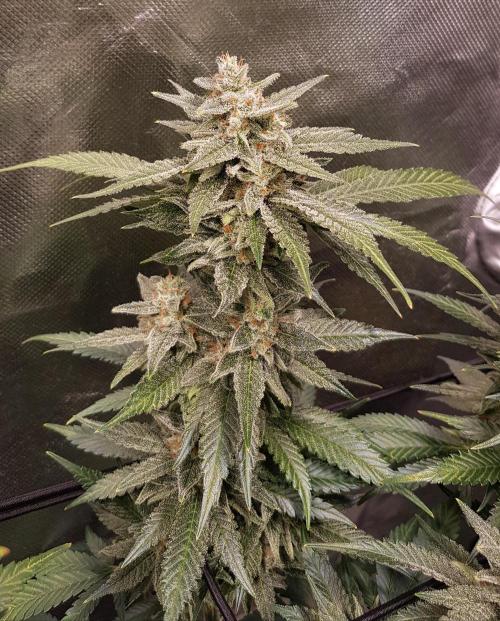 Haze goes Purple. Week 10