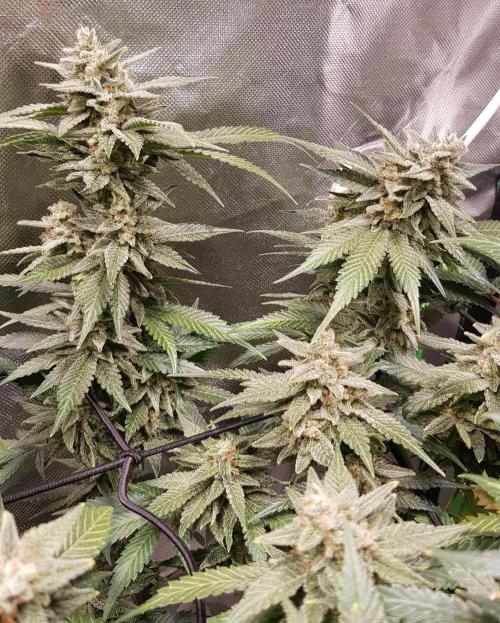 Haze goes Purple. Week 10