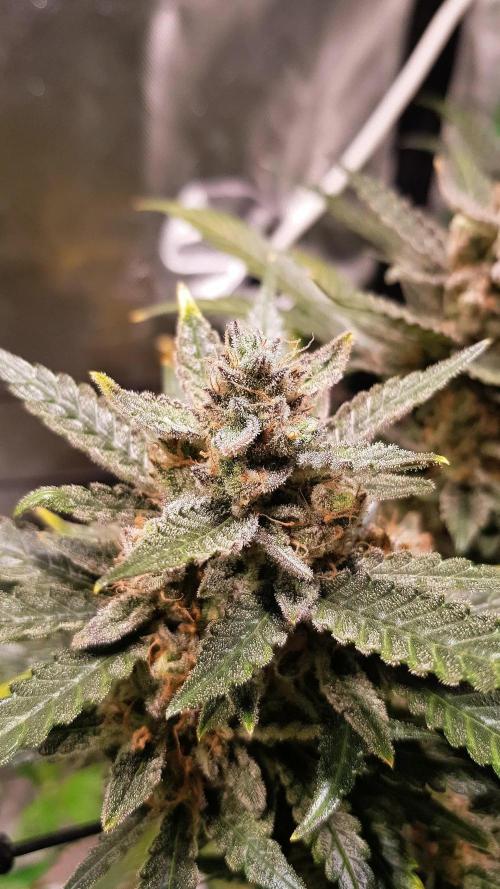Fruity Cookies