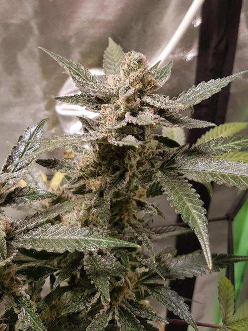 Fruity Cookies. Week 10