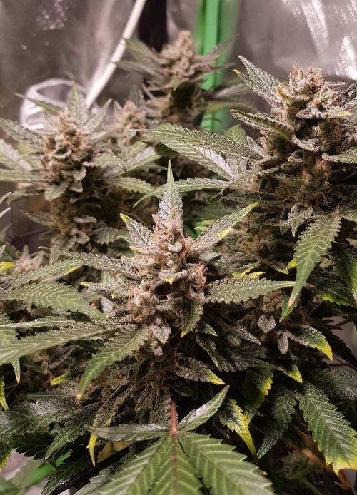 Fruity Cookies. Week 10
