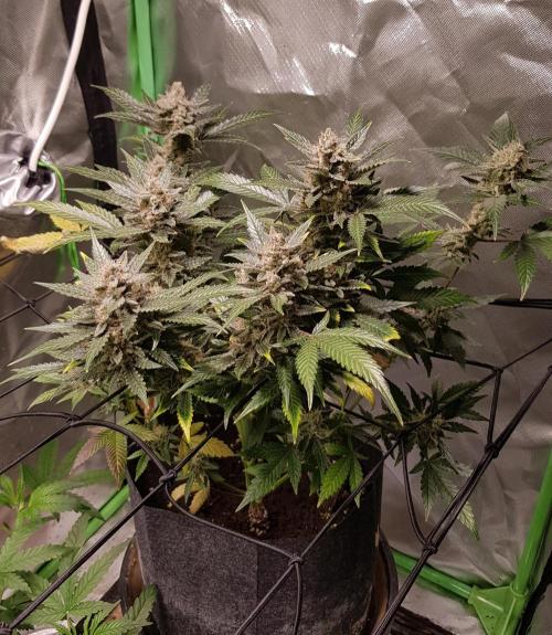 Fruity Cookies. Week 10