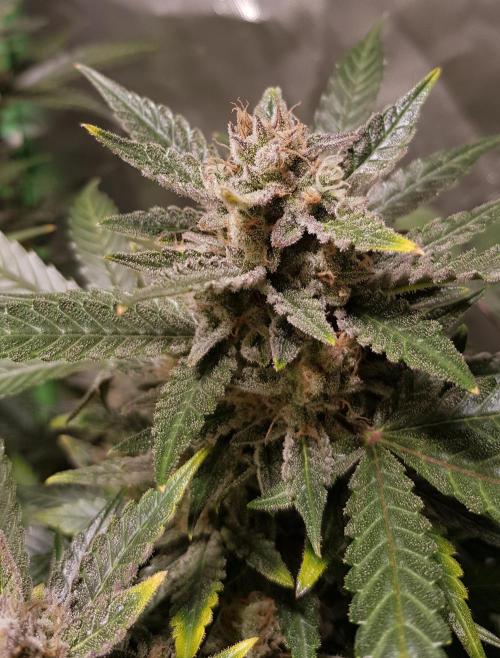 Fruity Cookies. Week 10