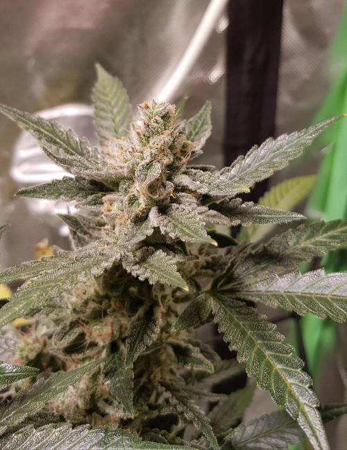 Fruity Cookies. Week 10