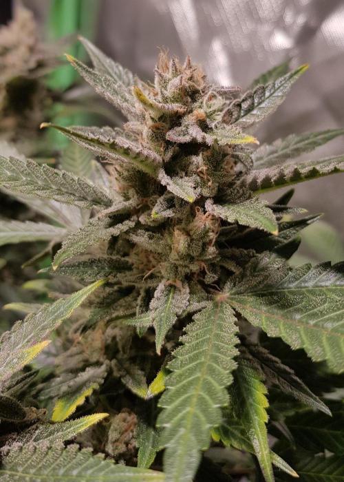 Fruity Cookies. Week 10