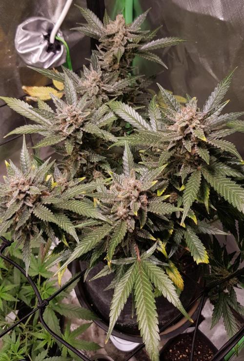 Fruity Cookies. Week 10