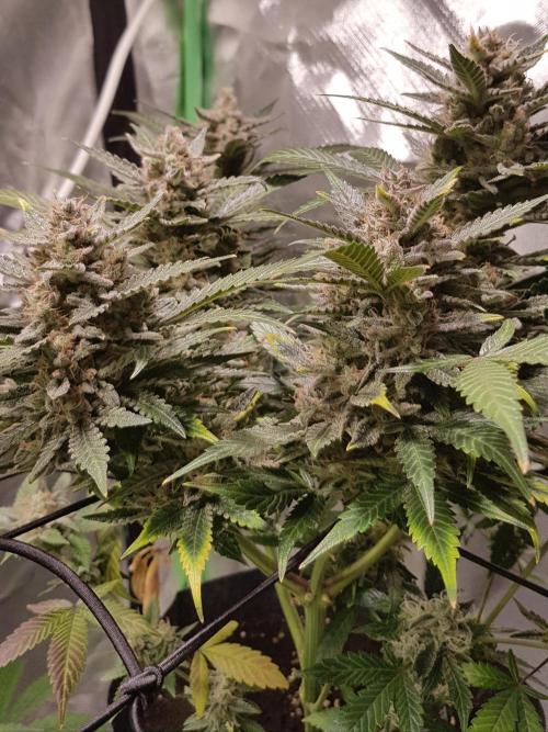 Fruity Cookies. Week 10