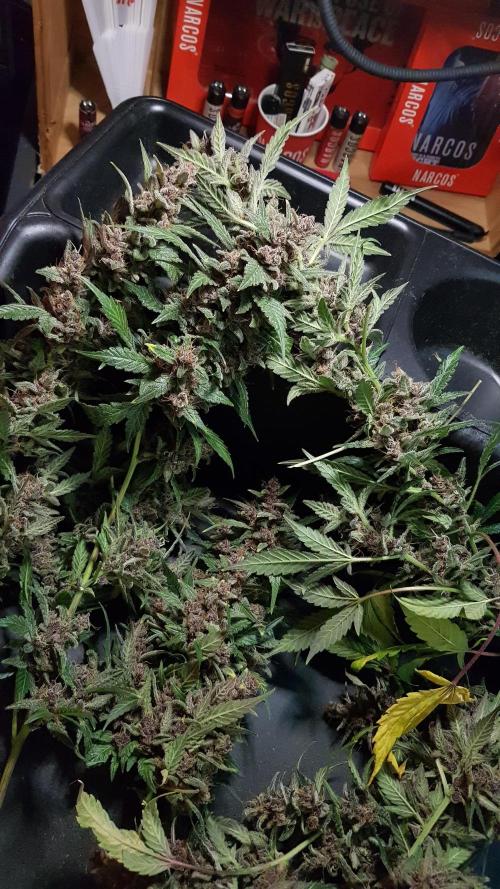 Hunting Berrys. Week 10