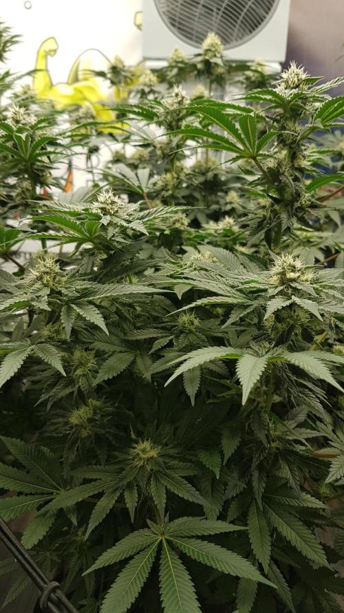 NEW BioBoost Seeds. Week 9