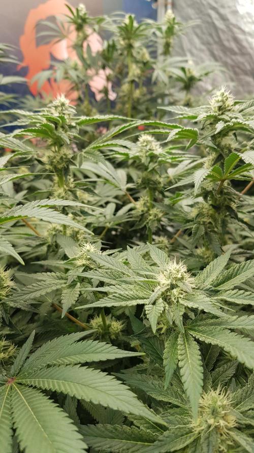 NEW BioBoost Seeds. Week 9