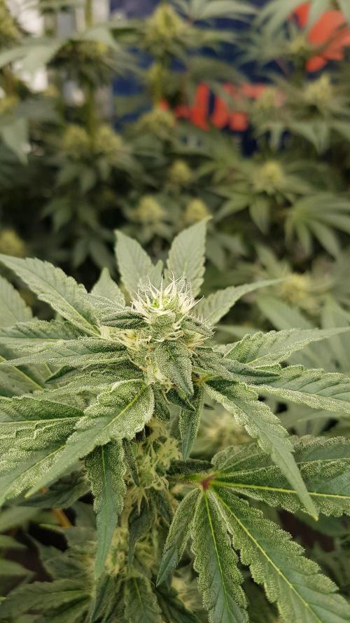 NEW BioBoost Seeds. Week 9
