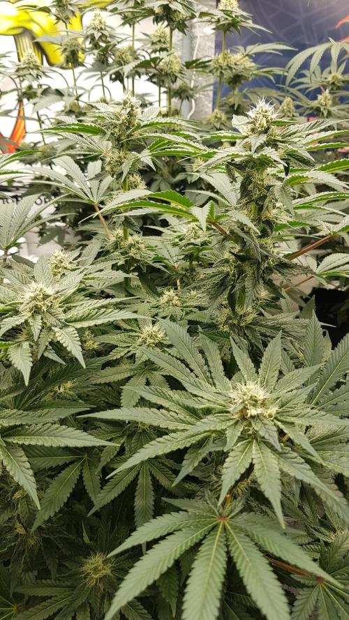 NEW BioBoost Seeds. Week 9