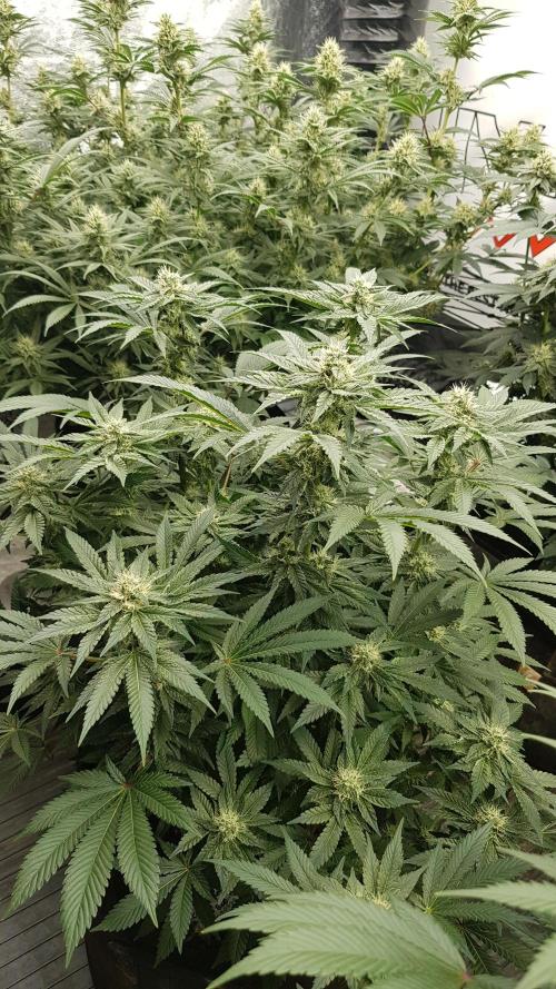 NEW BioBoost Seeds. Week 9