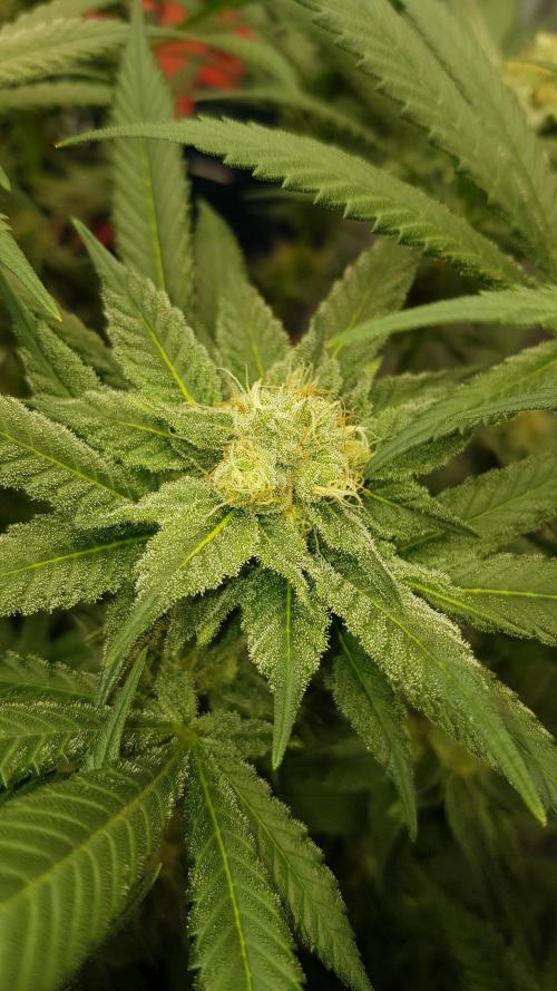 NEW BioBoost Seeds. Week 9