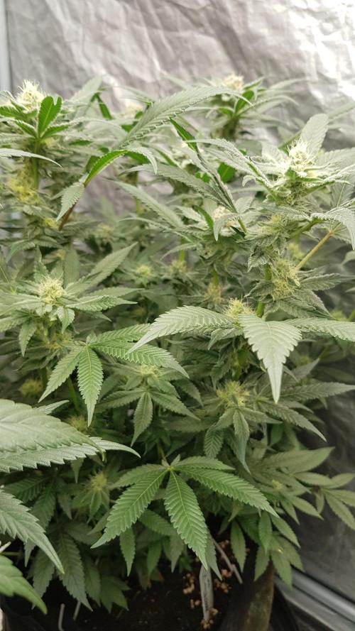 NEW BioBoost Seeds. Week 9
