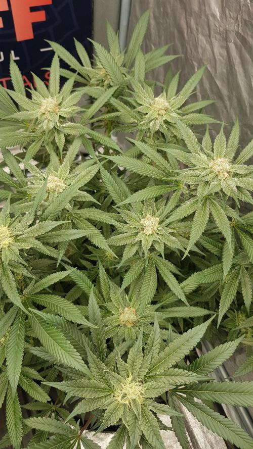 NEW BioBoost Seeds. Week 9