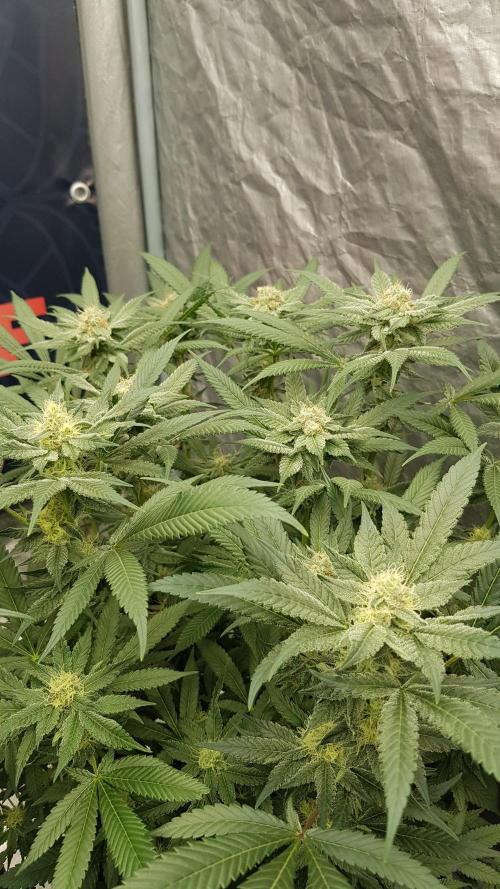 NEW BioBoost Seeds. Week 9
