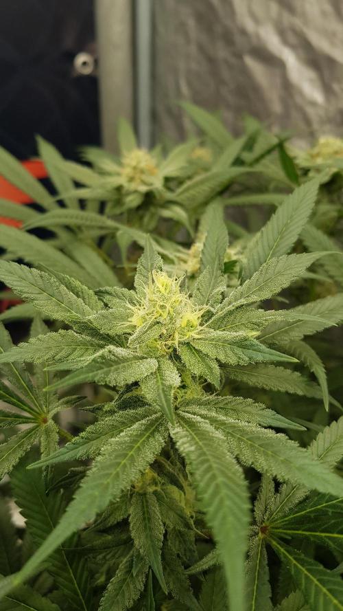 NEW BioBoost Seeds. Week 9