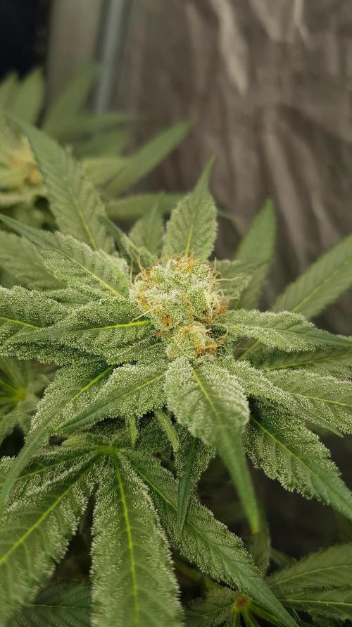 NEW BioBoost Seeds. Week 9