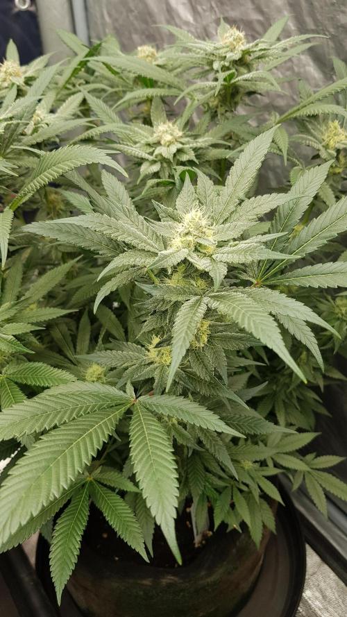 NEW BioBoost Seeds. Week 9