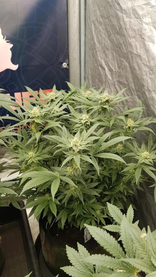 NEW BioBoost Seeds. Week 9