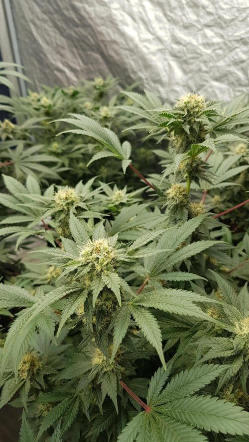 Home Of The Amnesia. Week 9