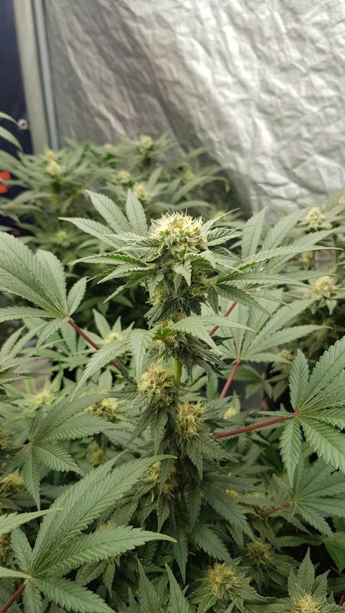 Home Of The Amnesia. Week 9