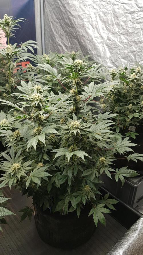 Home Of The Amnesia. Week 9