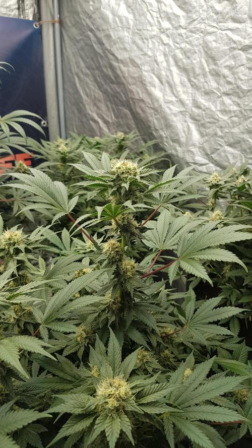 Home Of The Amnesia. Week 9