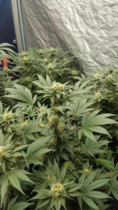 Home Of The Amnesia. Week 9